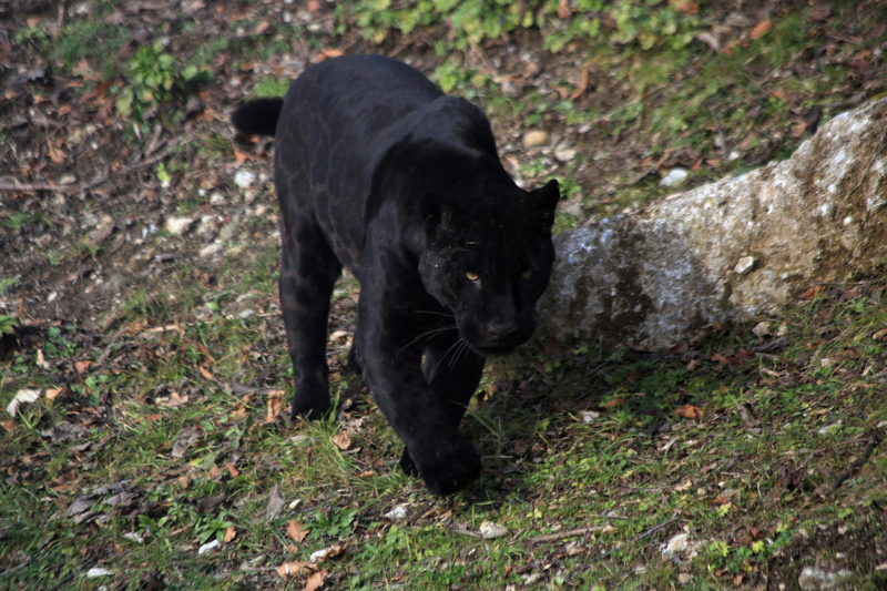 Jaguar (Panthera onca) Zoo Salzburg 2014 i.jpg