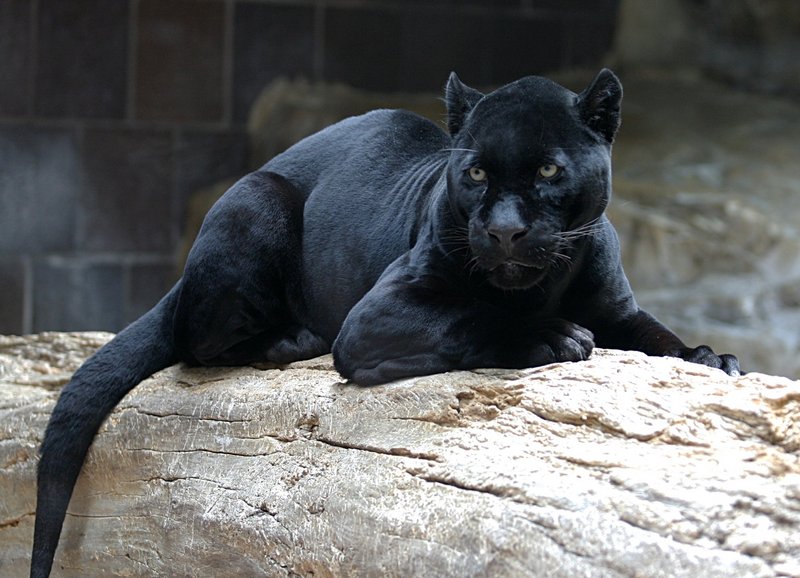 Jaguar - black panther.jpg