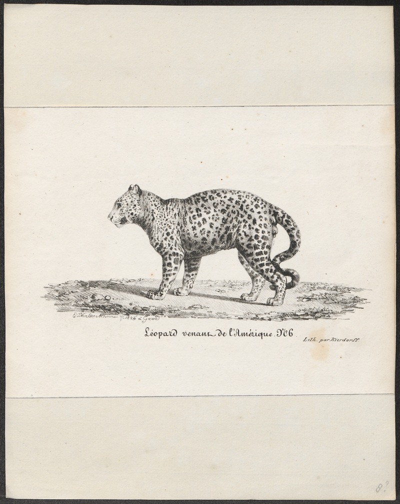 Felis mitis - 1825 - Print - Iconographia Zoologica - Special Collections University of Amsterdam - UBA01 IZ22100182.jpg