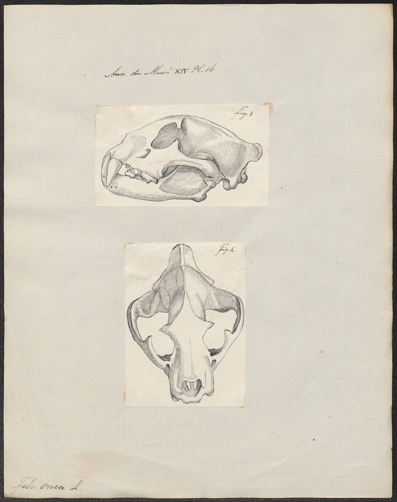 Felis onca - 1700-1880 - Print - Iconographia Zoologica - Special Collections University of Amsterdam - UBA01 IZ22100133.jpg