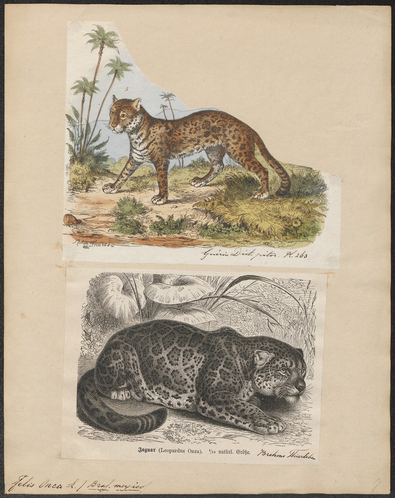 Felis onca - 1700-1880 - Print - Iconographia Zoologica - Special Collections University of Amsterdam - UBA01 IZ22100157.jpg