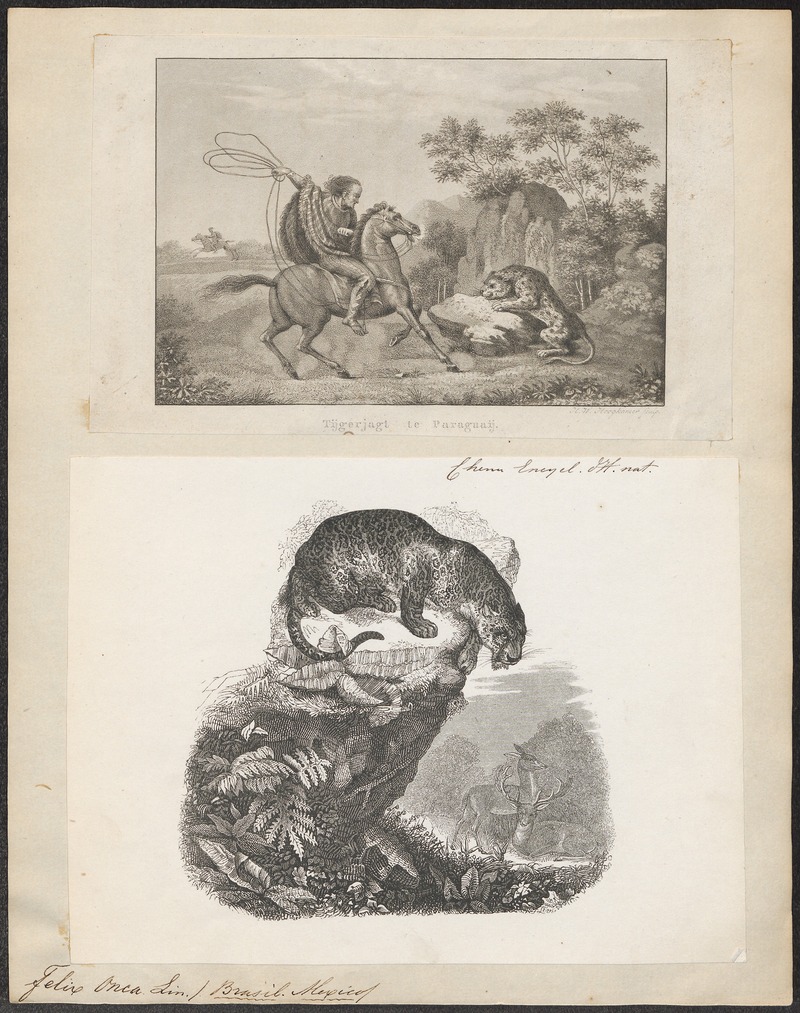 Felis onca - 1700-1880 - Print - Iconographia Zoologica - Special Collections University of Amsterdam - UBA01 IZ22100164.jpg