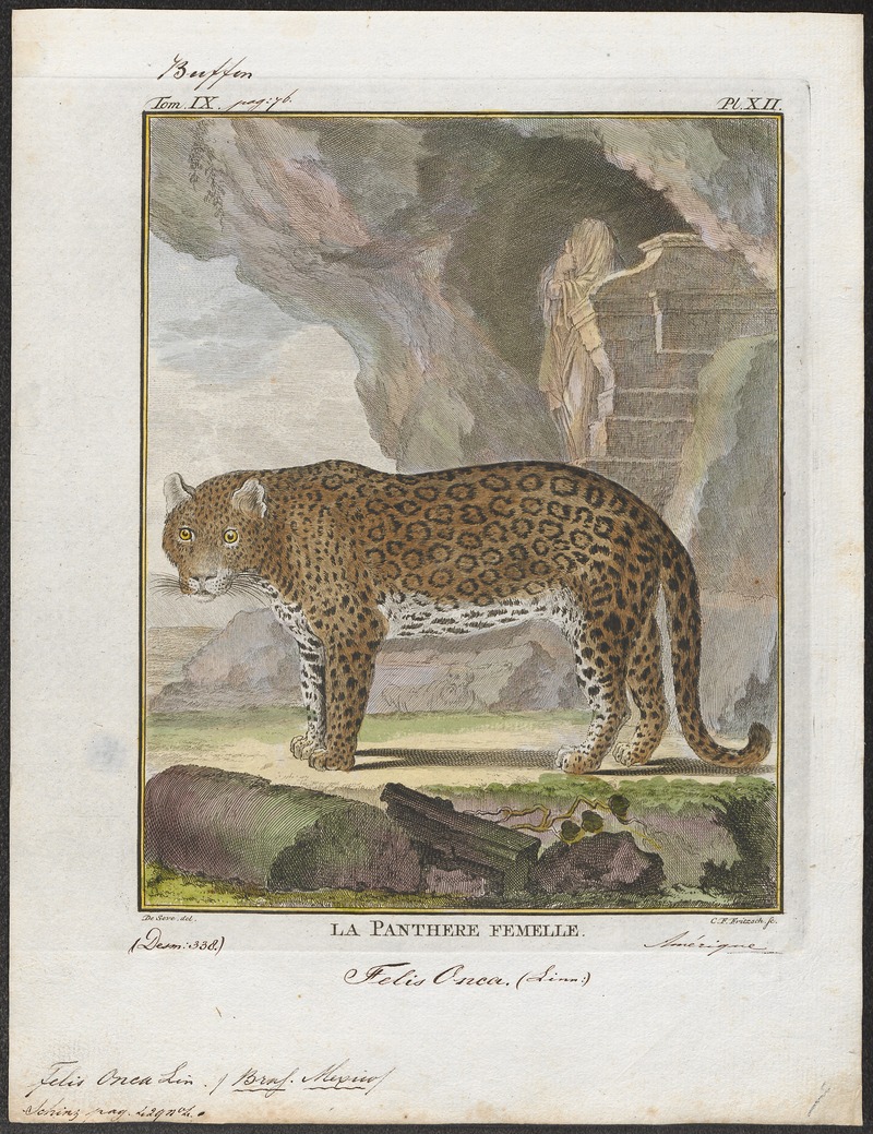 Felis onca - 1700-1880 - Print - Iconographia Zoologica - Special Collections University of Amsterdam - UBA01 IZ22100166.jpg