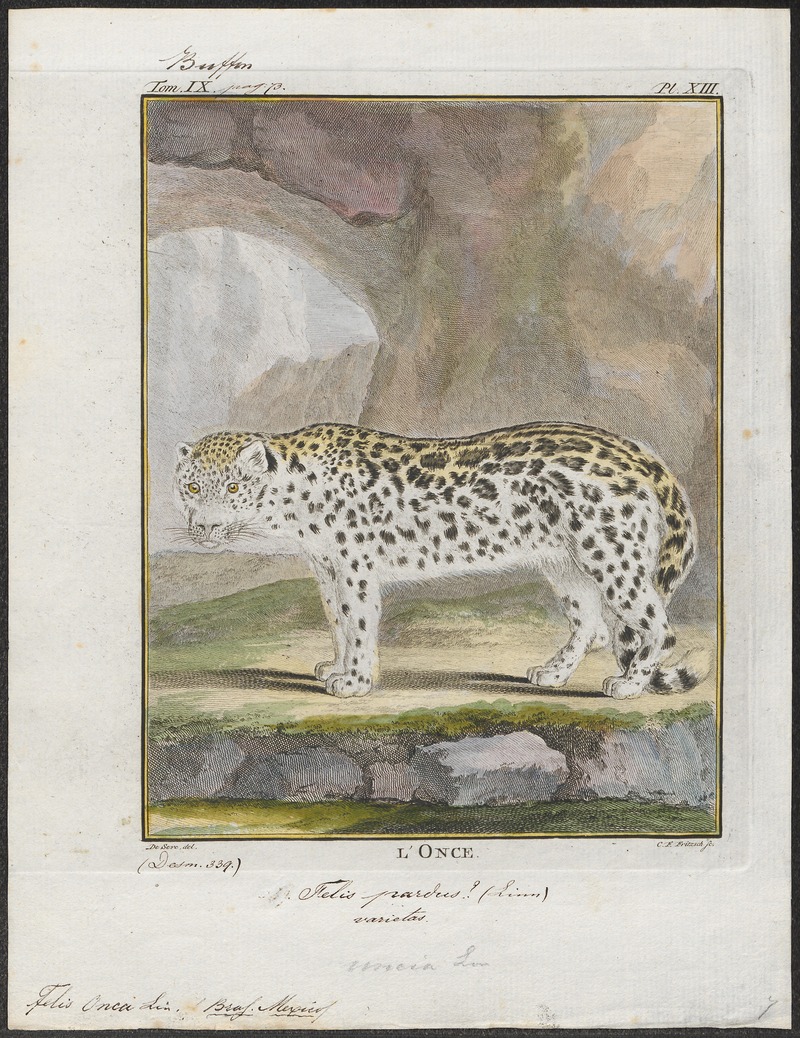 Felis onca - 1700-1880 - Print - Iconographia Zoologica - Special Collections University of Amsterdam - UBA01 IZ22100168.jpg