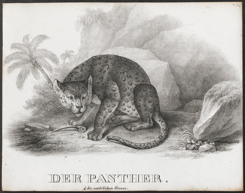Felis onca - 1700-1880 - Print - Iconographia Zoologica - Special Collections University of Amsterdam - UBA01 IZ22100172.jpg