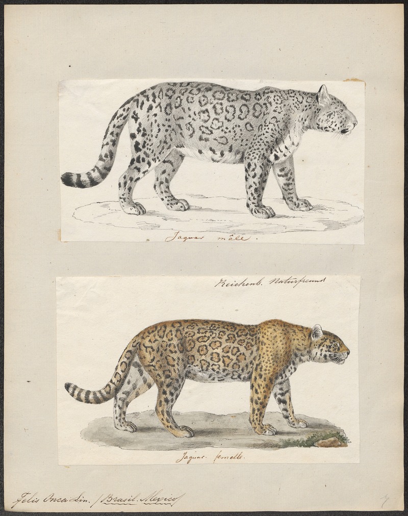 Felis onca - 1700-1880 - Print - Iconographia Zoologica - Special Collections University of Amsterdam - UBA01 IZ22100180.jpg