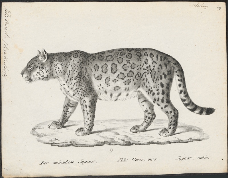 Felis onca - 1809-1845 - Print - Iconographia Zoologica - Special Collections University of Amsterdam - UBA01 IZ22100174.jpg