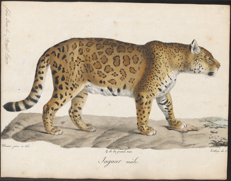 Felis onca - 1818-1842 - Print - Iconographia Zoologica - Special Collections University of Amsterdam - UBA01 IZ22100176.jpg