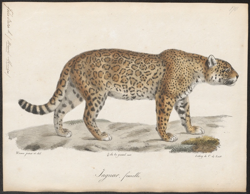 Felis onca - 1818-1842 - Print - Iconographia Zoologica - Special Collections University of Amsterdam - UBA01 IZ22100178.jpg