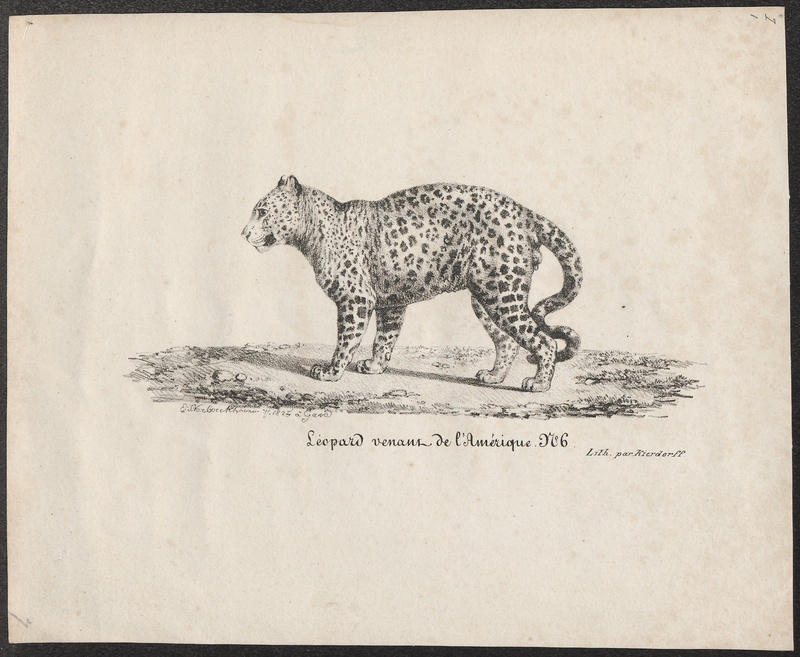 Felis onca - 1825 - Print - Iconographia Zoologica - Special Collections University of Amsterdam - UBA01 IZ22100159.jpg