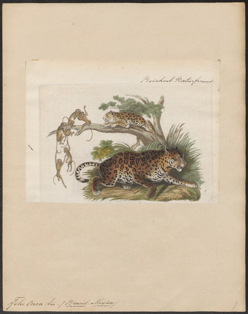 Felis onca - 1834 - Print - Iconographia Zoologica - Special Collections University of Amsterdam - UBA01 IZ22100170.jpg