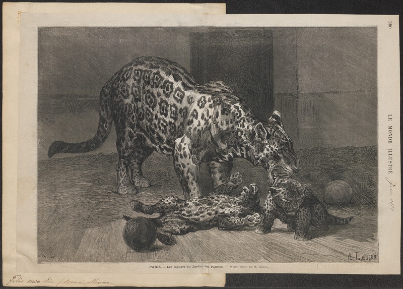 Felis onca - 1873 - Print - Iconographia Zoologica - Special Collections University of Amsterdam - UBA01 IZ22100162.jpg