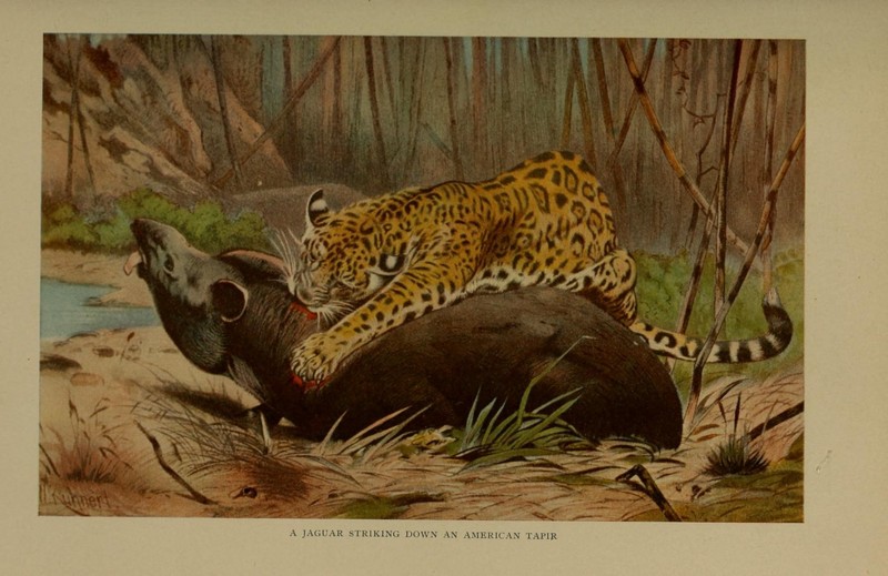 The life of animals (Colored Plate 3) (7171936536).jpg