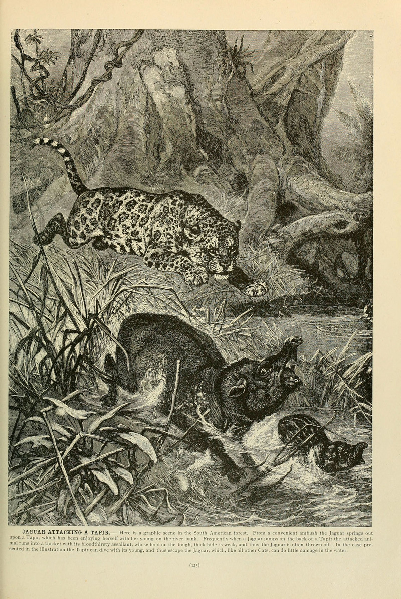 Brehm's Life of animals (Page 125) (6220676962).jpg
