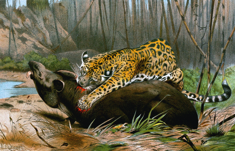 Jaguar killing tapir.jpg