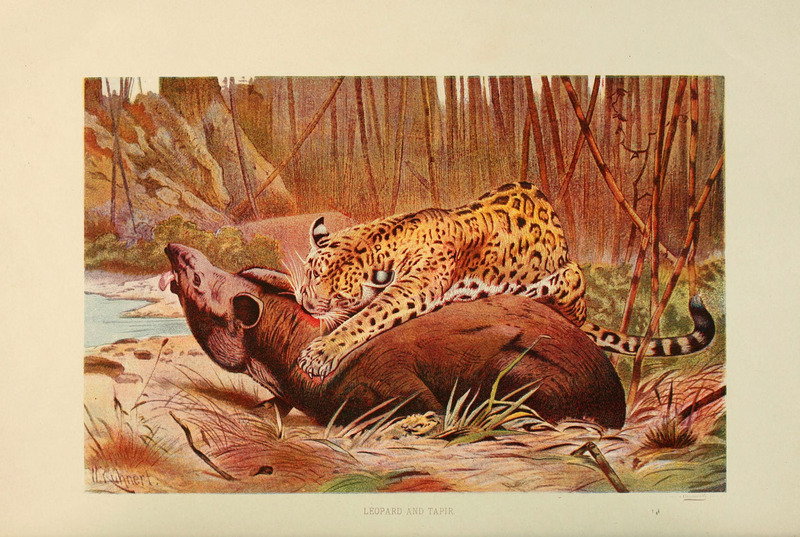 Brehm's Life of animals (Plate) (6220157053).jpg