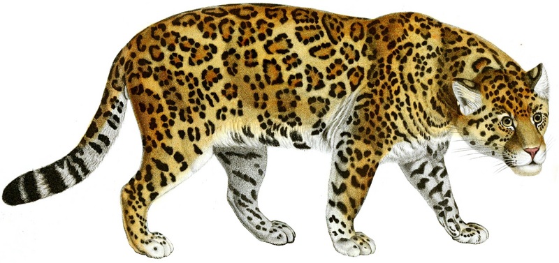 Jaguar Histoire Naturelle (white background).jpg