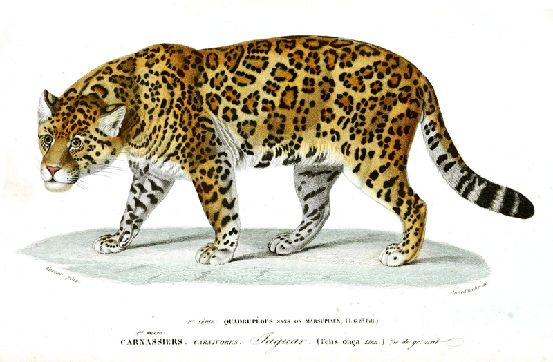 Jaguar Histoire Naturelle.jpg