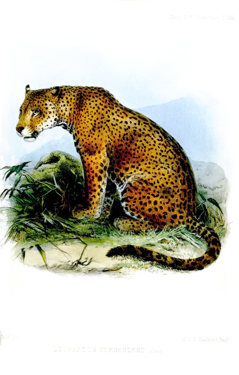 Leopardus.Hernandesii.Wolf.jpg