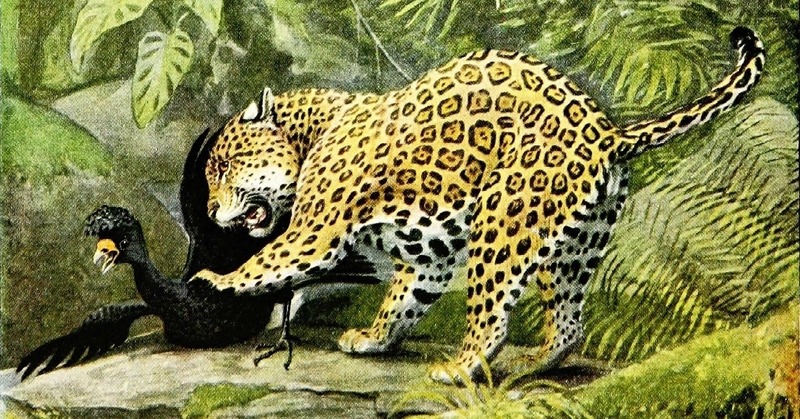 The Larger Mammals of North America - Jaguar & Currasow.png