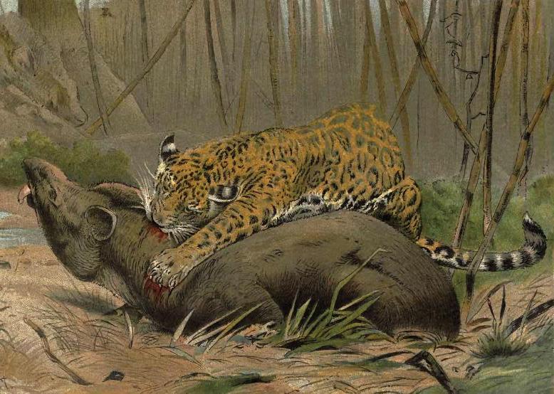Jaguar vs tapir.jpg