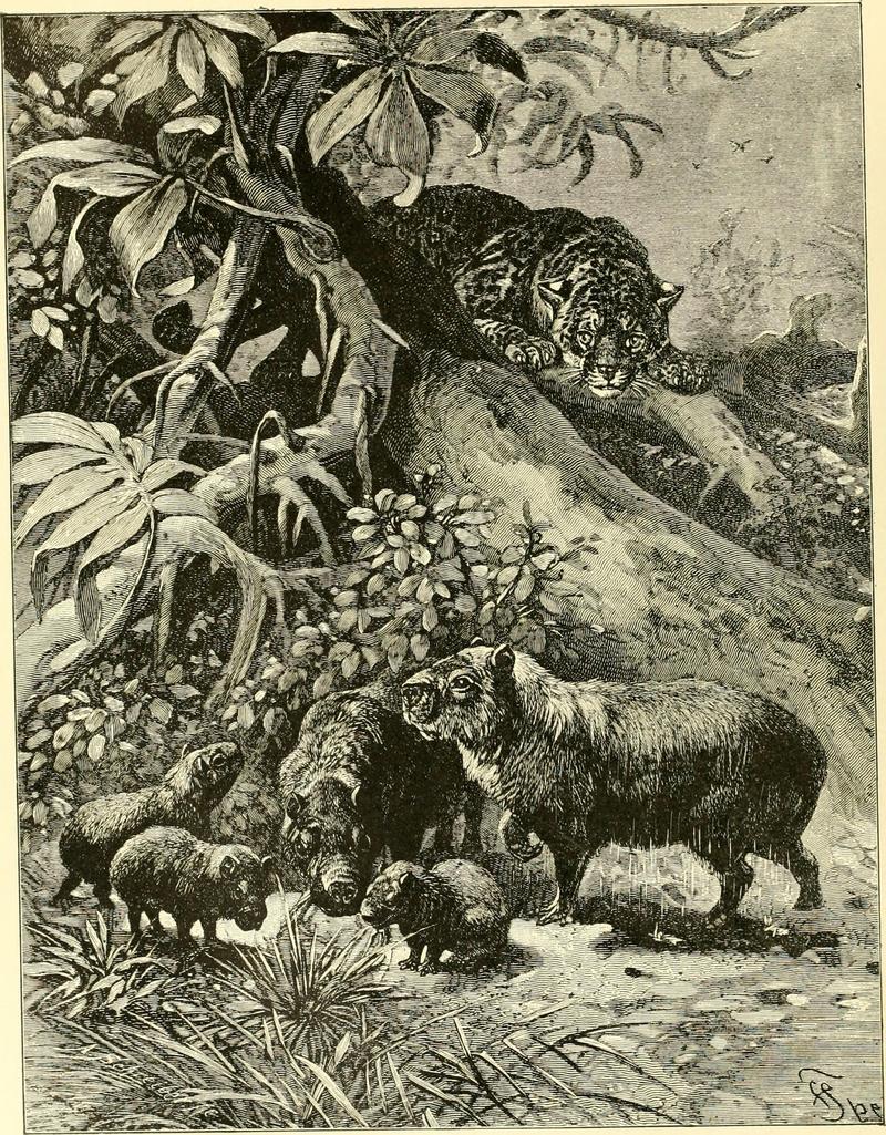 Hunting and trapping stories; a book for boys (1903) (14595816438).jpg