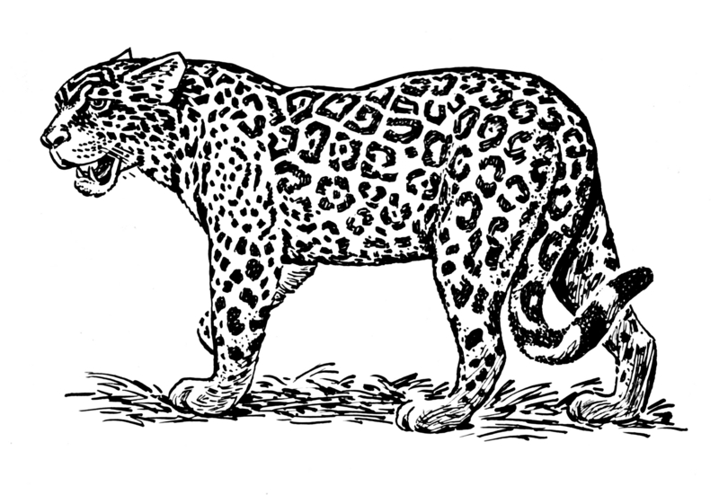 Jaguar (PSF).png