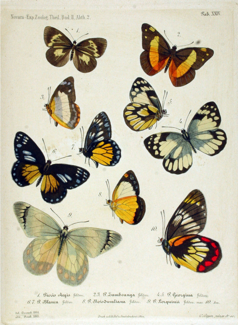 Novara Exp Zoologische The il Lepidoptera Atlas Taf24.jpg