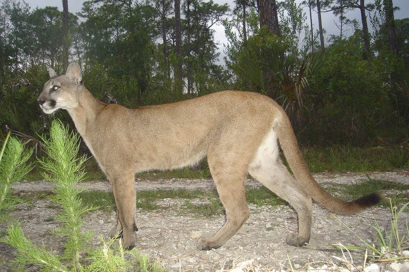 Florida panther (5164633394) - Florida panther (Puma concolor coryi), cougar.jpg