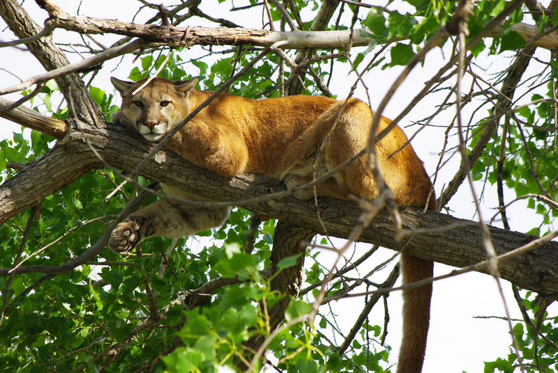 8th Place - Mountain Lion (7487178290) - cougar (Puma concolor).jpg