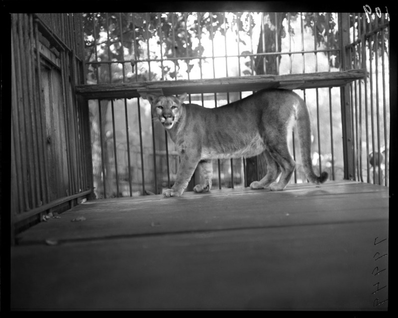 Cougar in his cage with bars. Lincoln Park Zoo. 1900. (3404663605).jpg
