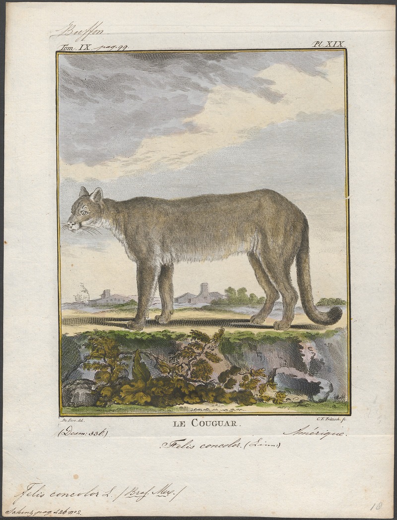 Felis concolor - 1700-1880 - Print - Iconographia Zoologica - Special Collections University of Amsterdam - UBA01 IZ22100314.jpg