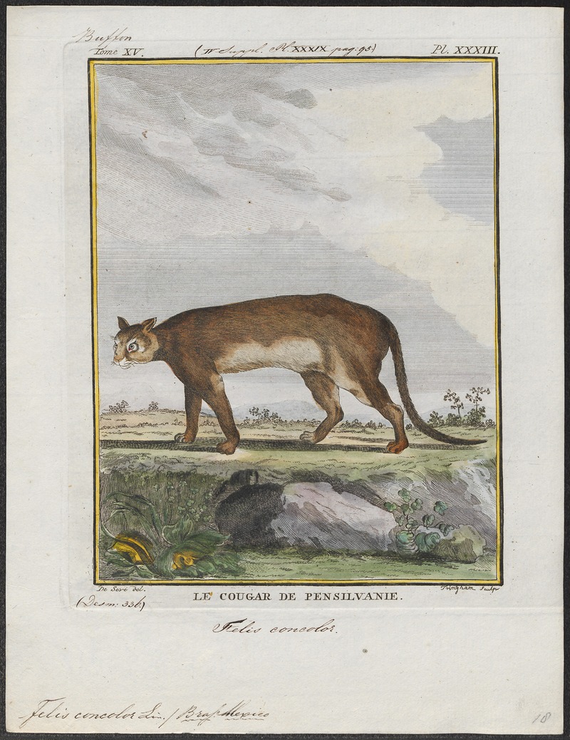Felis concolor - 1700-1880 - Print - Iconographia Zoologica - Special Collections University of Amsterdam - UBA01 IZ22100316.jpg