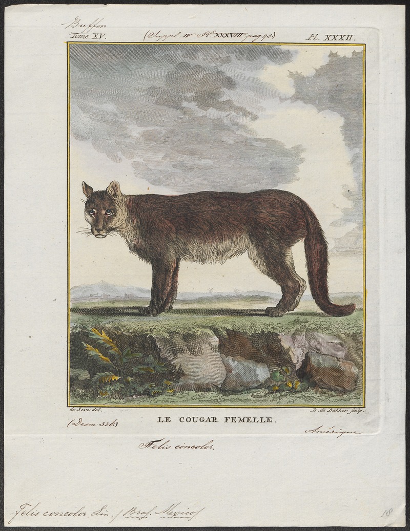 Felis concolor - 1700-1880 - Print - Iconographia Zoologica - Special Collections University of Amsterdam - UBA01 IZ22100318.jpg