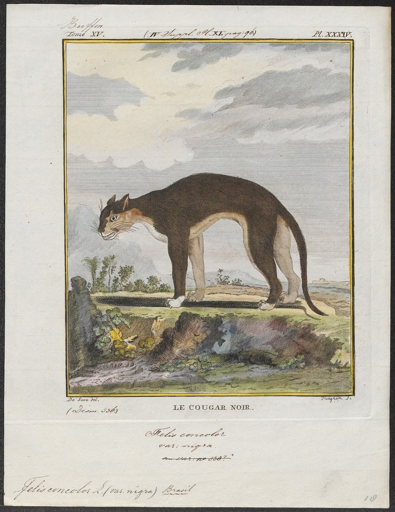 Felis concolor - 1700-1880 - Print - Iconographia Zoologica - Special Collections University of Amsterdam - UBA01 IZ22100320.jpg