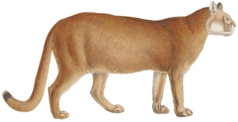 Felis concolor - 1818-1842 - Print - Iconographia Zoologica - Special Collections University of Amsterdam -(white background).jpg
