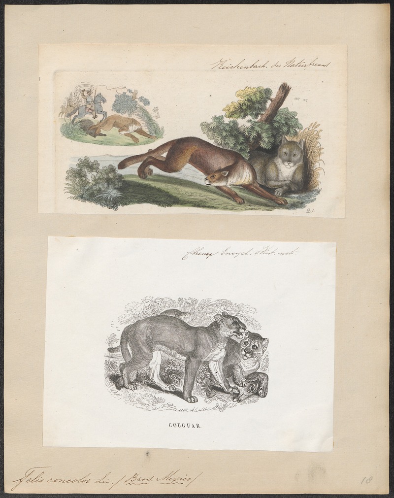 Felis concolor - 1700-1880 - Print - Iconographia Zoologica - Special Collections University of Amsterdam - UBA01 IZ22100322.jpg