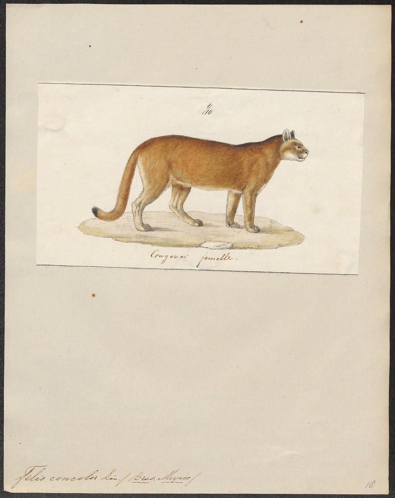 Felis concolor - 1700-1880 - Print - Iconographia Zoologica - Special Collections University of Amsterdam - UBA01 IZ22100324.jpg
