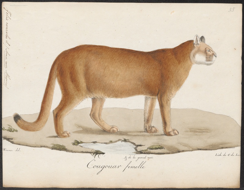 Felis concolor - 1818-1842 - Print - Iconographia Zoologica - Special Collections University of Amsterdam - UBA01 IZ22100310.jpg
