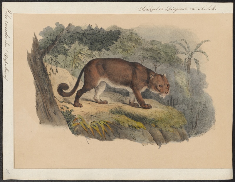 Felis concolor - 1842-1849 - Print - Iconographia Zoologica - Special Collections University of Amsterdam - UBA01 IZ22100312.jpg