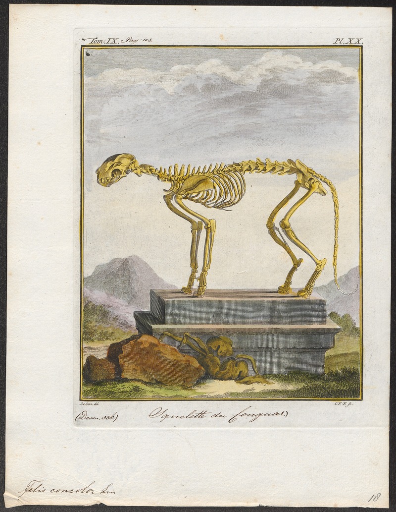 Felis concolor - skelet - 1700-1880 - Print - Iconographia Zoologica - Special Collections University of Amsterdam - UBA01 IZ22100326.jpg