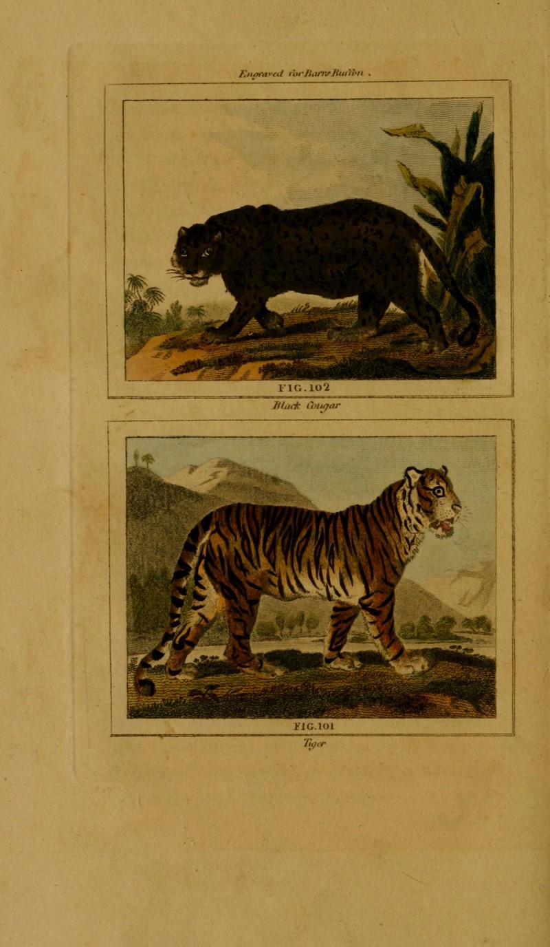 Buffon's Natural history (Figs. 101-102) (8725142167).jpg