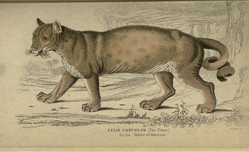 Lions, tigers, &c., &c (Page IV) (6505569081).jpg