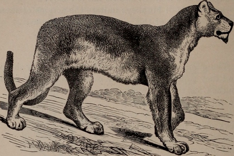 Natural history of animals; (1895) (14779408161).jpg