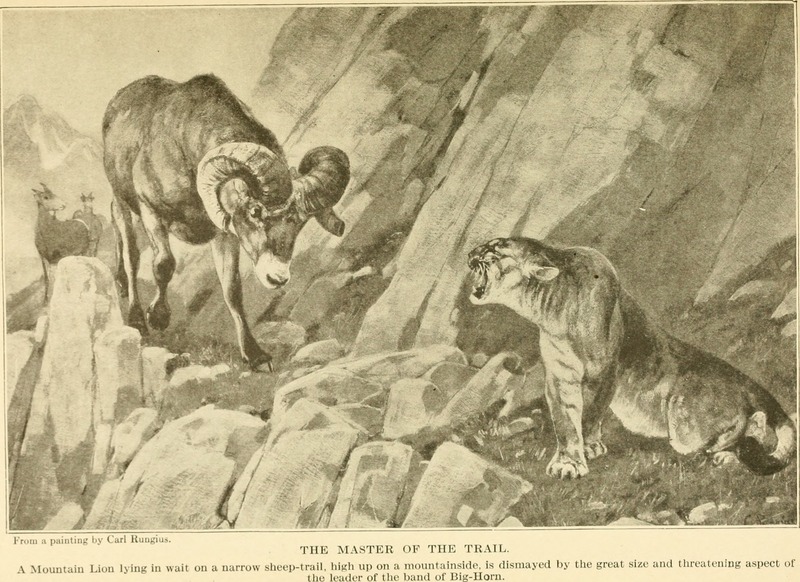 The American natural history - a foundation of useful knowledge of the higher animals of North America (1914) (14781684174).jpg