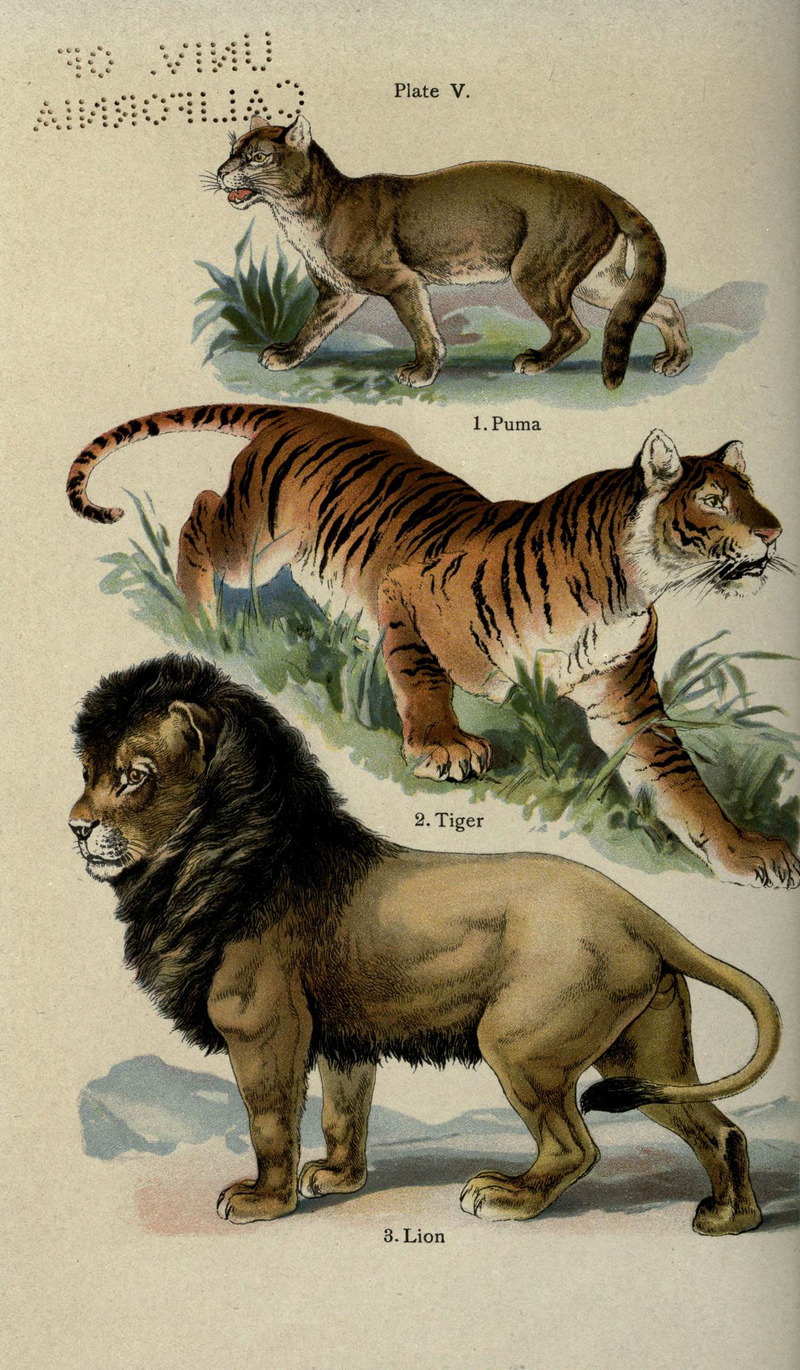 The handy natural history (Coloured Plate V) (5985361932).jpg