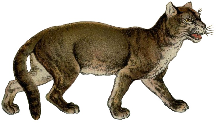 The handy natural history (Coloured Plate V) (Puma concolor).jpg
