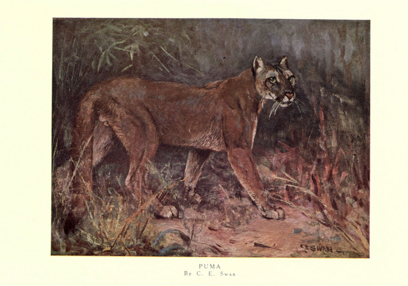 The wild beasts of the world (Pl. 18) (6505640253).jpg
