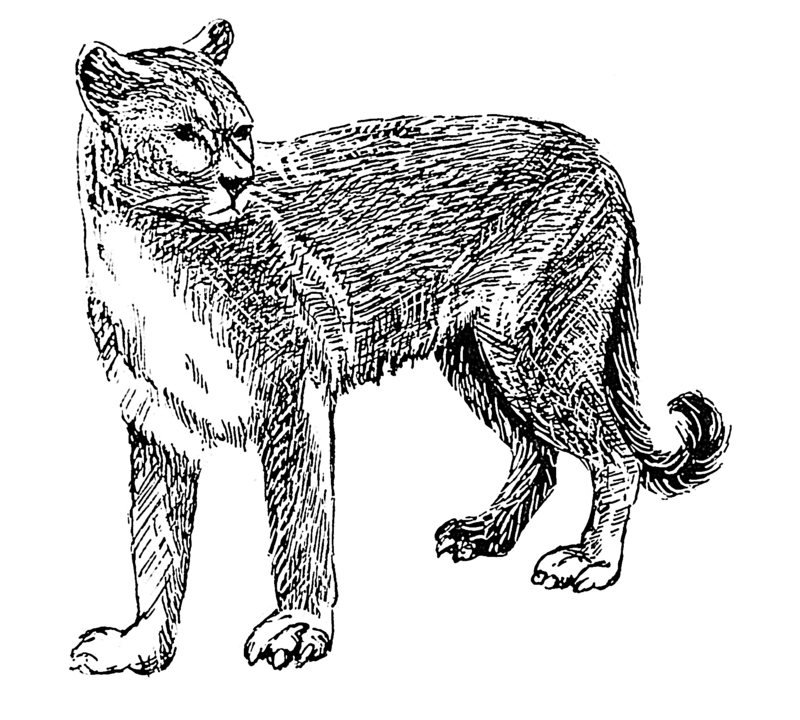 Cougar (PSF).png