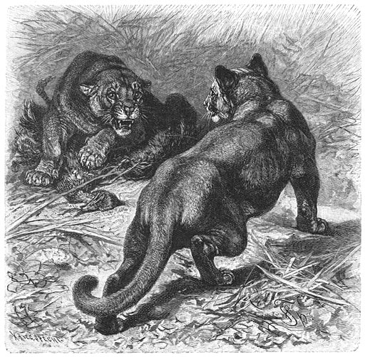 Brehms Het Leven der Dieren Zoogdieren Orde 4 Poema (Felis concolor).jpg
